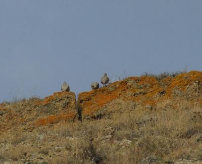 Прикрепленное изображение: kDSCF6089.jpg